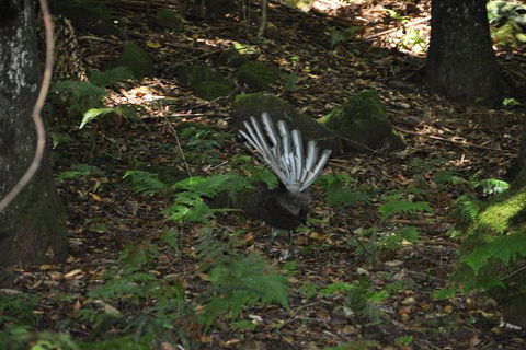 All-Inclusive Blue Mountains Tour In A Luxury Mercedes Sprinter - Maitland Accommodation 5