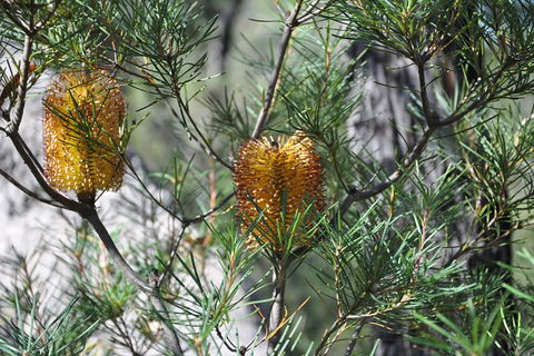 All-Inclusive Blue Mountains Tour In A Luxury Mercedes Sprinter - Maitland Accommodation 12