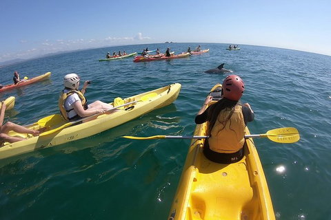 Kayaking With Dolphins In Byron Bay Guided Tour - Maitland Accommodation 13