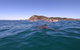 Kayaking With Dolphins In Byron Bay Guided Tour - thumb 5