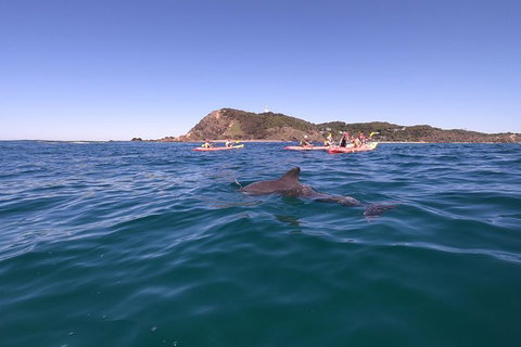 Kayaking With Dolphins In Byron Bay Guided Tour - Maitland Accommodation 5