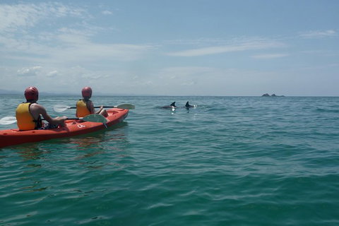 Kayaking With Dolphins In Byron Bay Guided Tour - Maitland Accommodation 10