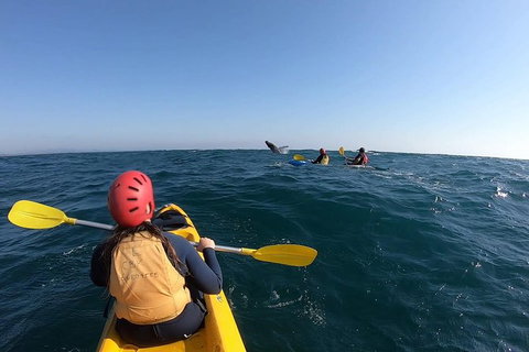 Kayaking With Dolphins In Byron Bay Guided Tour - Maitland Accommodation 18