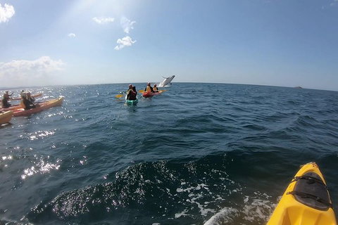 Kayaking With Dolphins In Byron Bay Guided Tour - Maitland Accommodation 7