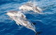 Port Stephens Day Tour From Sydney Including 4WD, Sandboarding And Dolphins - thumb 0
