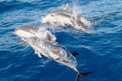 Port Stephens Day Tour From Sydney Including 4WD, Sandboarding And Dolphins - Maitland Accommodation 0