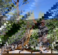 Private Shoalhaven Zoo Experience from Sydney - Maitland Accommodation