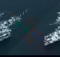 Coffs Harbour Whale Watch Experience - Maitland Accommodation