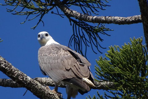 Brunswick Heads Rainforest Eco-Cruise - Maitland Accommodation 7