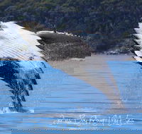 Whale Watching Jervis Bay - Maitland Accommodation