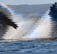 Jervis Bay Whale Watching Tour - Maitland Accommodation