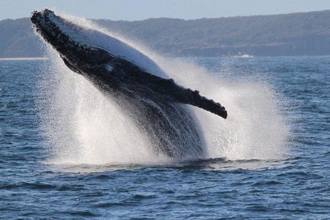 Jervis Bay Whale Watching Tour - Maitland Accommodation 0