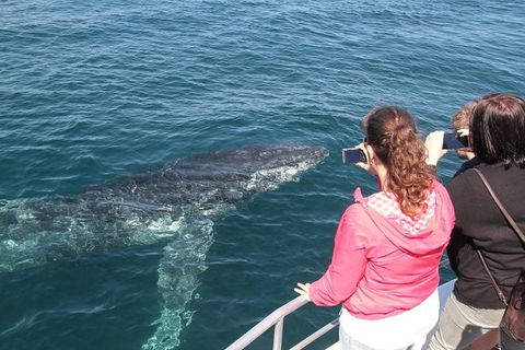 Jervis Bay Whale Watching Tour - Maitland Accommodation 9