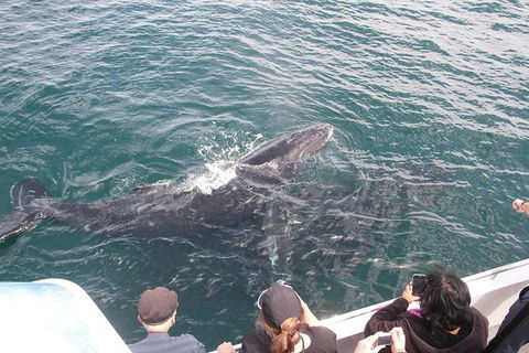 Jervis Bay Whale Watching Tour - Maitland Accommodation 12