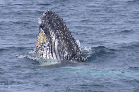 Jervis Bay Whale Watching Tour - Maitland Accommodation 4