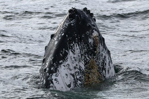 Jervis Bay Whale Watching Tour - Maitland Accommodation 7