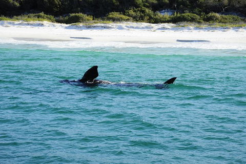 Jervis Bay Whale Watching Tour - Maitland Accommodation 5