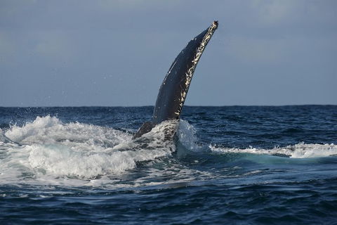 Jervis Bay Whale Watching Tour - Maitland Accommodation 8