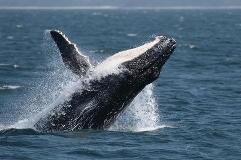 Jervis Bay Whale Watching Tour - Maitland Accommodation 10