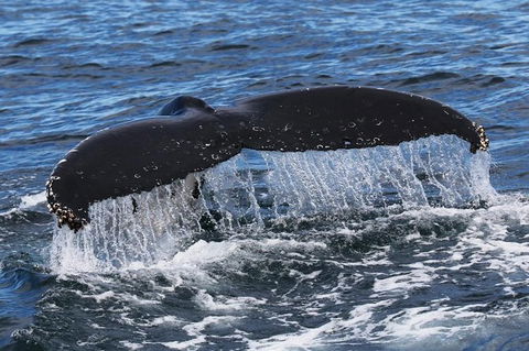 Jervis Bay Whale Watching Tour - Maitland Accommodation 6