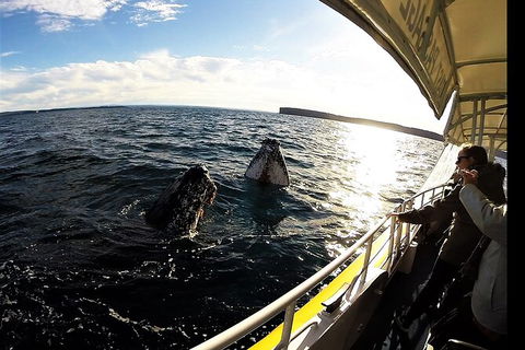 Jervis Bay Whale Watching Tour - Maitland Accommodation 3