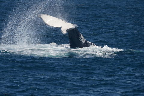 Jervis Bay Whale Watching Tour - Maitland Accommodation 11
