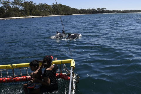 Jervis Bay Boom Netting And Dolphins Tour - Maitland Accommodation 6