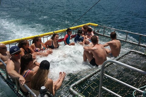 Jervis Bay Boom Netting And Dolphins Tour - Maitland Accommodation 4