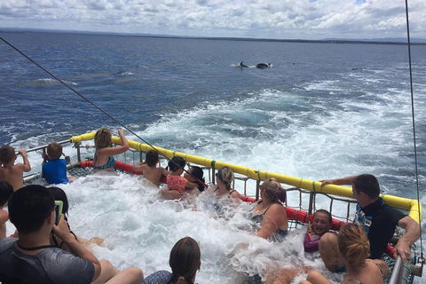Jervis Bay Boom Netting And Dolphins Tour - Maitland Accommodation 14
