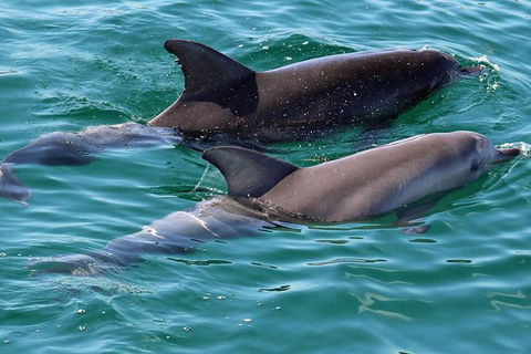 Jervis Bay Boom Netting And Dolphins Tour - Maitland Accommodation 13