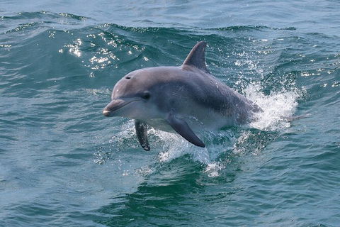 Jervis Bay Boom Netting And Dolphins Tour - Maitland Accommodation 8