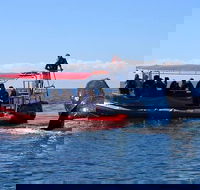 Byron Bay Whale Watching Cruise - Maitland Accommodation