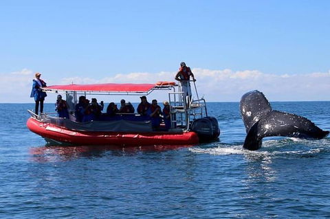 Byron Bay Whale Watching Cruise - Maitland Accommodation 0