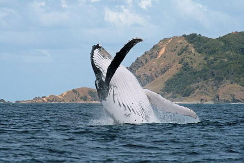 Byron Bay Whale Watching Cruise - Maitland Accommodation 1
