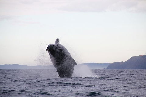 Byron Bay Whale Watching Cruise - Maitland Accommodation 9