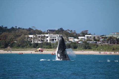 Byron Bay Whale Watching Cruise - Maitland Accommodation 11