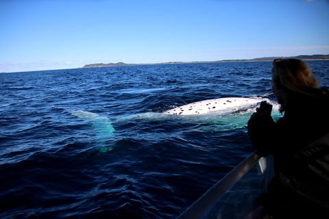 Byron Bay Whale Watching Cruise - Maitland Accommodation 8