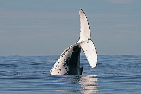 Byron Bay Whale Watching Cruise - Maitland Accommodation 3