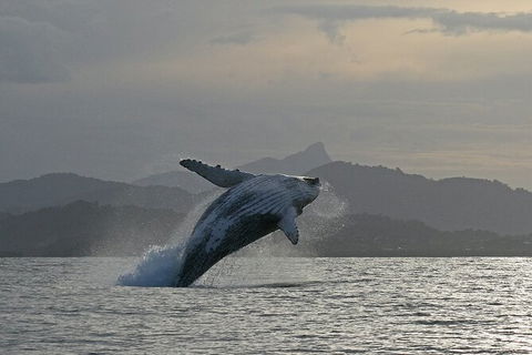 Byron Bay Whale Watching Cruise - Maitland Accommodation 10