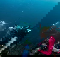 5-Hour Byron Bay Introductory Scuba Diving Tour - Maitland Accommodation