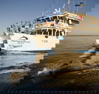 Jervis Bay Dolphin Watch Cruise - Maitland Accommodation