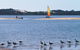 Australind - thumb 0