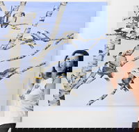 Bingara Gallery - Maitland Accommodation