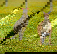 Bordertown Wildlife Park - Maitland Accommodation