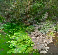 Brindle Creek Walking Track - Maitland Accommodation