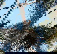 Castle Creek Reserve - Maitland Accommodation