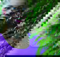 Coffs Harbour Butterfly House - Maitland Accommodation