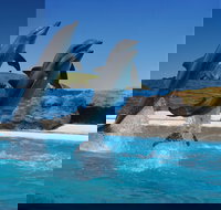 Dolphin Marine Conservation Park - Maitland Accommodation