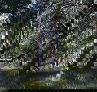 Green's Bush Long Circuit Walk - Maitland Accommodation