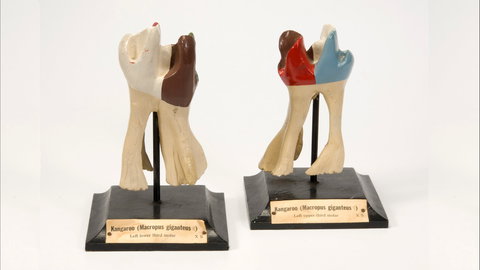 Henry Forman Atkinson Dental Museum - Maitland Accommodation 0